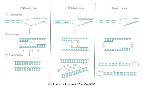 La clasificación de los tintes de detección de la química (tintes de unión al ADN, sondas de hidrólisis, sonda de fijación al pelo) con técnica PCR en tiempo real mostró una reacción diferente en el paso de PCR cuando se detectó el ADN objetivo.