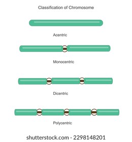  Classification of chromosomes to the number of centromere.Biology concept.Acentric, monocentric, dicentric and polycentric. Different chromosome.