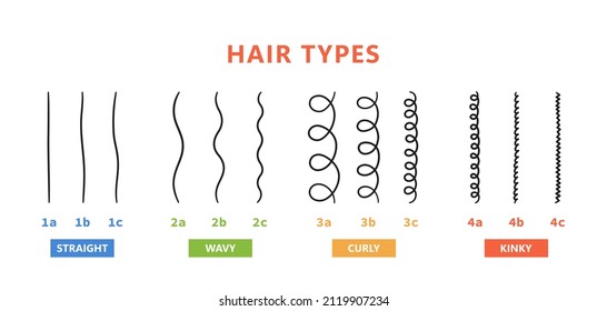 Classification of hair types - straight, wavy, curly, kinky. Scheme of different types of hair. Curly girl method. Vector illustration on white background.