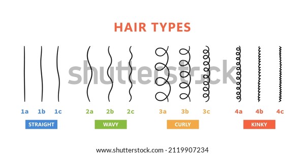 Classification of hair types - straight,
wavy, curly, kinky. Scheme of different types of hair. Curly girl
method. Vector illustration on white
background.