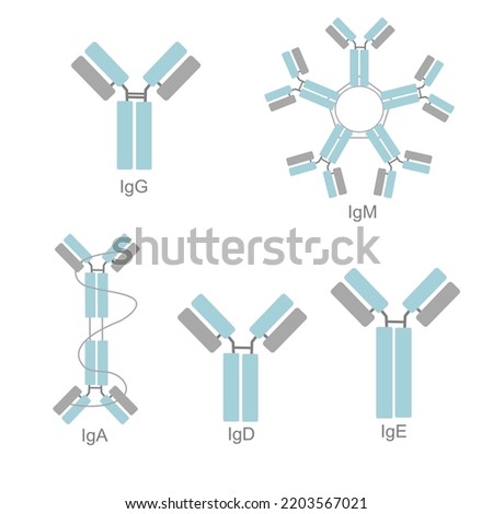 The classification of immunoglobulin (Ig) isotype that showed different structure of IgG, IgM, IgA, IgD and IgE