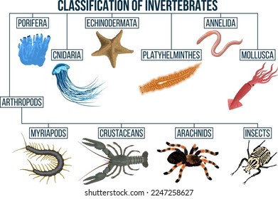 Classification of invertebrates animals. Insect,  arachnids, crustaceans, myriapods, mollusca. Education diagram of biology.
