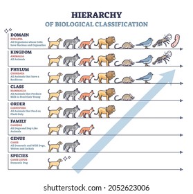 Classification of living things as biological hierarchy outline diagram. Labeled educational scheme and wildlife organisms order from species to domain vector illustration. Zoology animal arrangement