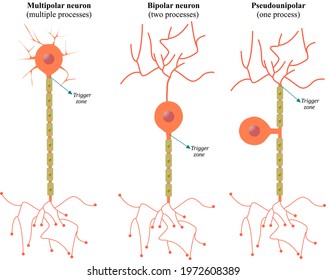 Classification of Neurons according to the number of extensions that project out of the soma