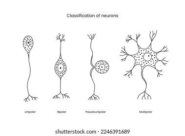 Classification of neurons a set of line icons in a vector, illustrating the types of neurons includes unipolar and bipolar, pseudounipolar and multipolar.