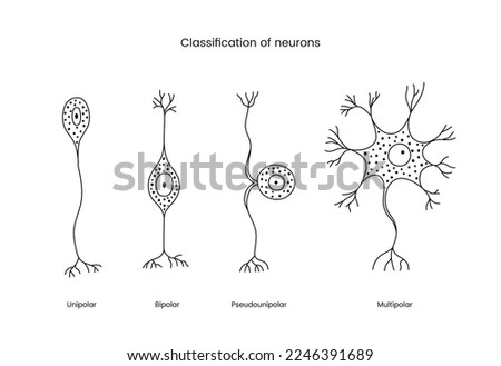 Classification of neurons a set of line icons in a vector, illustrating the types of neurons includes unipolar and bipolar, pseudounipolar and multipolar.