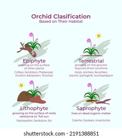 classification of orchid flower collection. Catteleya, Mokara, Phalaenopsis, Dendrobium and Vanda