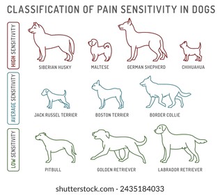 Classification of pain sensitivity in dogs. Veterinary infographics. Important information for veterinarians and pet owners. Editable vector illustration isolated on white background. Landscape poster