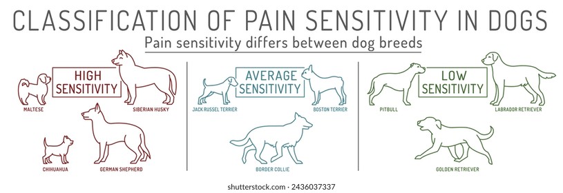 Classification of pain sensitivity in dogs. Veterinary infographics. Important information for veterinarians and pet owners. Editable vector illustration isolated on white background. Landscape poster