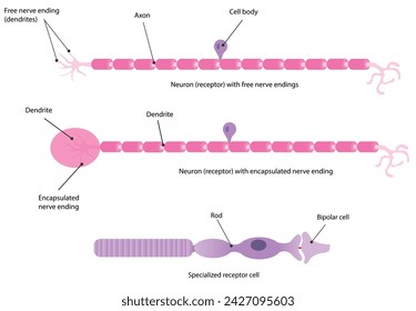 Classification of receptors of cell type is based on their structural characteristics.