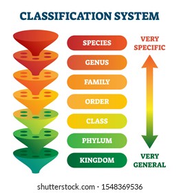 Classification system vector illustration. Labeled taxonomic rank scheme. Educational species, genus, family, order, class, phylum, kingdom and domain pyramid divisions. Zoology and biology basics.