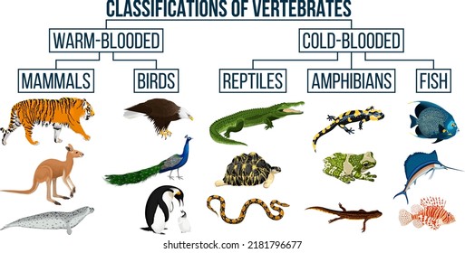 Classification Of Vertebrates Animals. Mammals, Birds, Reptiles, Amphibians, Fish. Education Diagram Of Biology. 