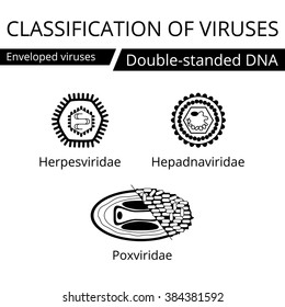 Classification of viruses. Enveloped viruses. Vector biology icons, medical virus icons.