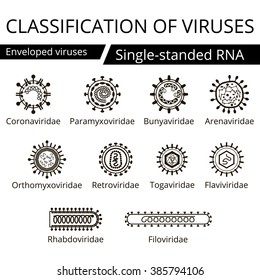 Classification of viruses. Enveloped viruses. Vector biology icons, medical virus icons.