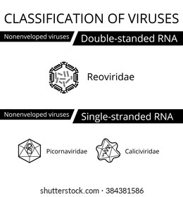 Classification of viruses. Nonenveloped viruses. Vector biology icons, medical virus icons.