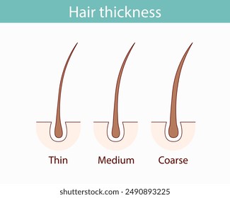 Classifications of hair thickness types. A section of leather with fine, medium and coarse strands. Linear diagram of the anatomical structure. Outline vector illustration.