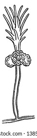Clava showing a hydriform person surrounded by a verticil, vintage line drawing or engraving illustration.