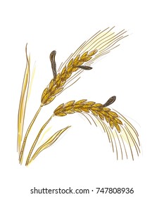 Claviceps purpurea, Ergot or ergot fung. Vector illustration.