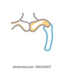 Clavicle Anatomy for Medical Reference and Education