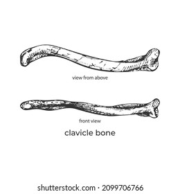 Clavicle Bone, Top View, Side View, Human Anatomy