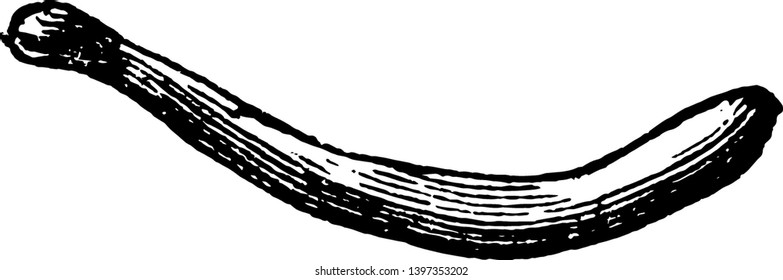 Clavicle of a Cat and its action is to draw the clavicle dorsally and towards the head vintage line drawing or engraving illustration.