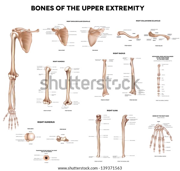 Clavicle (collar\
bone), scapula (shoulder blade), humerus, ulna, radius, finger and\
hand. Detailed medical illustrations. Latin medical terms. Isolated\
on a white\
background.