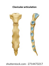 Clavicular articulation. Isolated vector illustration