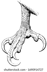 Claw of a Bald Eagle, vintage illustration.