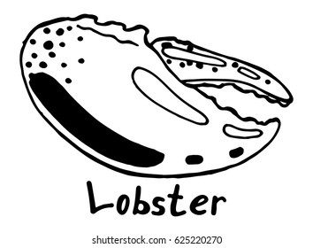 Claw of a lobster crab. Hand drawn isolated illustration with the inscription on a white background