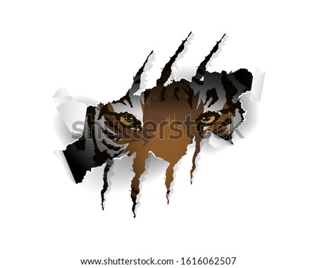 Claw scratches vector illustration, t-shirt design. wild hunt slogan with tiger and claw