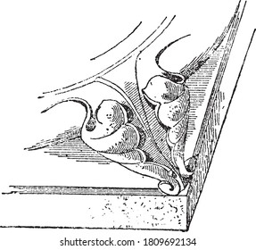 Claw (XIII century), From the Dictionary of Word and Things, 1888.