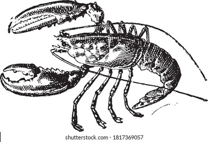 Clawed lobster, From the Dictionary of Word and Things, 1888.