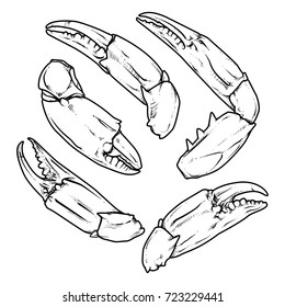 claws isolated on white background. vector. crab with clipping path. seafood sketch.