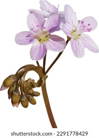 Claytonia virginica (Virginia Spring Beauty) Native North American Woodland Wildflower Isolated