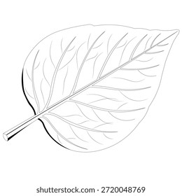 Ilustración vectorial de hojas botánicas limpias en estilo de contorno minimalista. Elemento vegetal natural aislado en blanco, ideal para temas ecológicos, logotipos, iconos de interfaz de usuario, embalaje y educación.