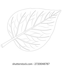 Ilustración vectorial de hojas botánicas limpias en estilo de contorno minimalista. Elemento vegetal natural aislado en blanco, ideal para temas ecológicos, logotipos, iconos de interfaz de usuario, embalaje y educación.