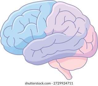Una Ilustración vectorial limpia y colorida del cerebro humano mostrando sus lóbulos principales en tonos pastel suaves. El diseño destaca la estructura del cerebro con contornos suaves y detalles anatómicos simplificados, lo que lo hace fácil de entender y visualmente atractivo.