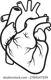 Clean and detailed vector illustration of a human heart showing chambers and major blood vessels for medical or educational use.