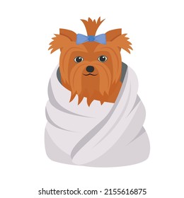 Clean dog in towel semi flat color vector element. Full sized object on white. Domestic animal. Yourkshire terrier grooming simple cartoon style illustration for web graphic design and animation