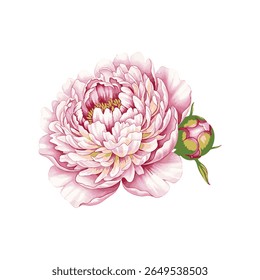 Um vetor limpo e elegante ilustração de uma flor de peônia rosa e broto. Totalmente escalável e editável, perfeito para logotipos, impressão em larga escala e projetos de marcas profissionais.