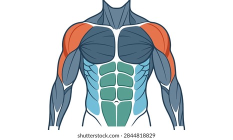 A clean, flat vector illustration showing the frontal view of a male torso. The image highlights specific muscle groups including the pectorals, deltoids highlighted in orange, rectus abdominis in green, and obliques in light blue. This anatomical diagram serves as a professional visual guide for human physiology, bodybuilding, and physical therapy education.