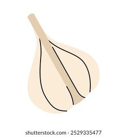 Clean hand drawn opened garlic bulb with visible cloves 