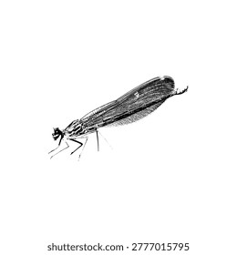 A clean, high-contrast vector illustration of a stylized damselfly. This detailed yet minimalist design focuses on the recognizable organic form of the insect, making it an excellent choice for nature-themed branding, environmental graphics, wildlife icons, or creative scientific and natural illustrations.
