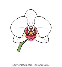 A clean line art drawing of a Phalaenopsis orchid blossom featuring white petals and a vibrant pink and yellow labellum on a green stem.