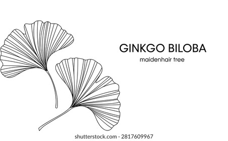 A clean line art vector illustration of two Maidenhair tree (Ginkgo Biloba) leaves. Ideal for herbal medicine packaging, wellness branding, floral stationery, and modern wall art.