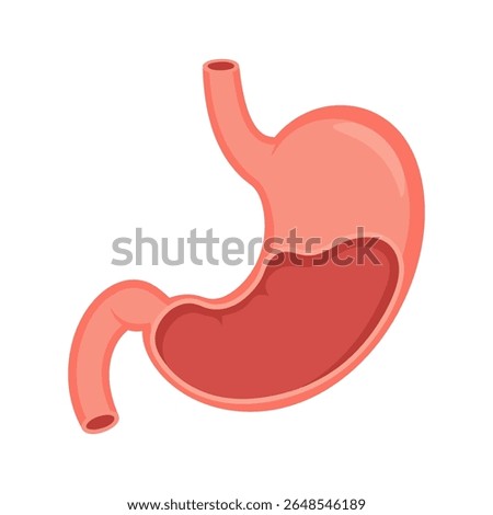 A clean and minimalist flat design vector illustration of a human stomach, symbolizing digestion, health, and the gastrointestinal system. Perfect for medical content, biology education.