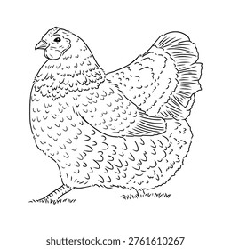 A clean and modern vector illustration of a bantam chicken (ayam kate) in line art style, created with smooth, precise outlines and minimal detailing. This artwork captures the unique charm and compact form of a bantam chicken, highlighting its distinctive feathers, small body proportions, and upright posture through simple yet expressive lines.