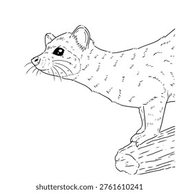 A clean and modern vector illustration of a civet (musang pandan) in line art style, created with smooth, precise outlines and minimal detailing. This artwork captures the distinctive features of the Asian palm civet, including its slender body, pointed face, and long tail, expressed through simple yet elegant lines.