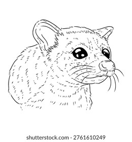 A clean and modern vector illustration of a civet (musang pandan) in line art style, created with smooth, precise outlines and minimal detailing. This artwork captures the distinctive features of the Asian palm civet, including its slender body, pointed face, and long tail, expressed through simple yet elegant lines.
