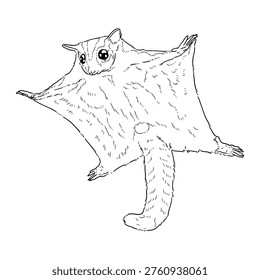 A clean and modern vector illustration of a sugar glider in line art style, created with smooth, precise outlines and minimal detailing. This artwork captures the unique and adorable characteristics of the sugar glider, including its large eyes, small body, and gliding membrane, expressed through simple yet elegant lines.